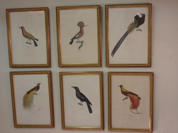 Zoographiam Rosso Asiaticam